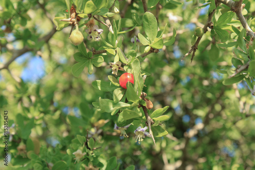 African boxthorn, Afrikaanse boksdoorn, Kriedoring, Afrikanischer Bocksdorn, Espinhosa, Mini arándano rojo, Lyciet féroce, Buis africain - Lycium ferocissimum - Solanaceae