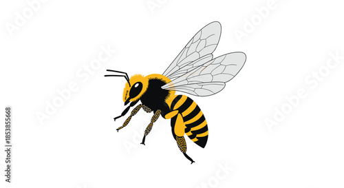 Detailed illustration of a honey bee in flight showing its yellow and black striped body and delicate transparent wings.