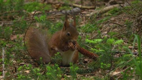 squirrel gnawing on pine cone