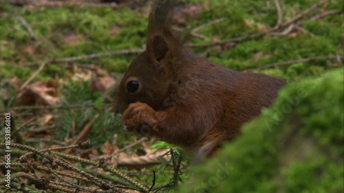 squirrel gnawing on pine cone