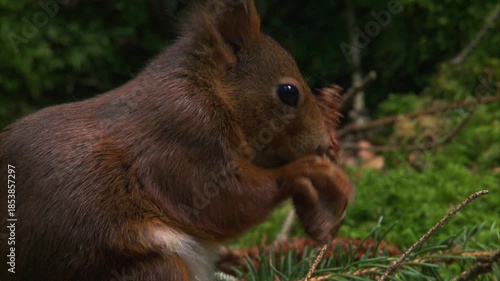 squirrel gnawing on pine cone