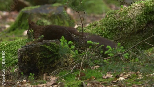 red squirrel burying a nut behind a mossy tree stump and scent marking by rubbing