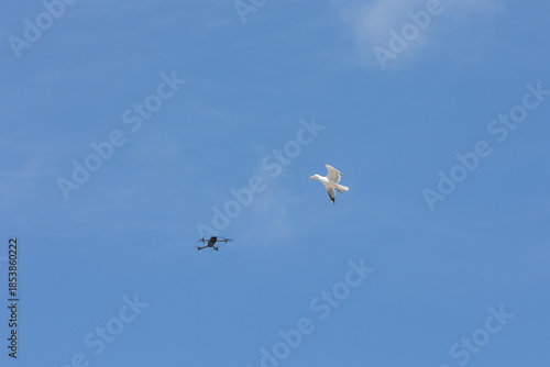 Drone flying near seagull in clear blue sky