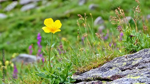 Vibrant Yellow Wildflower Blooms Beautifully in a Lush Green Mountain Meadow Landscape.