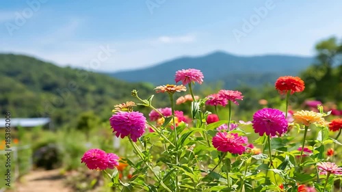 Vibrant Zinnia Flowers Swaying Gently in a Beautiful Summer Garden with Mountains.
