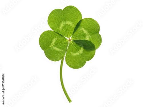 Bright green four-leaf clover