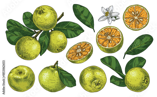 Set sketches with calamansi or calamondin, branch with yuzu, leaves and flowers. Vector illustration isolated on white background.