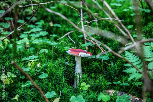Vászonkép close-up of the forest floor and a toadstool