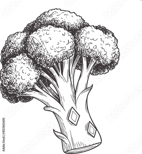 Black and white line of broccoli vegetable with stems and florets