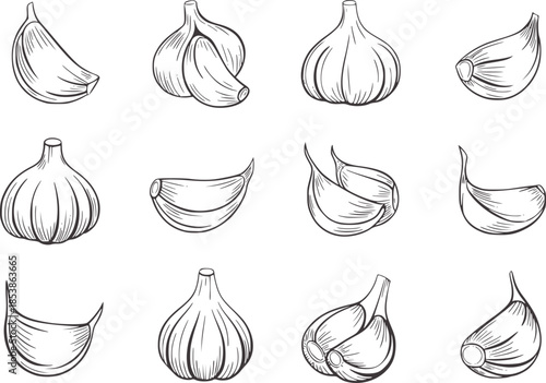 Black and white line of garlic cloves in various views