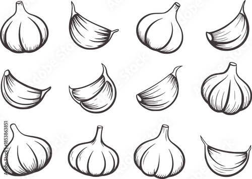 Eleven individual garlic cloves and peeled segments black and white line