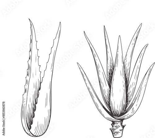 Hand drawn black and white line of two aloe vera leaves