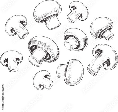 Hand drawn black and white mushrooms in monochrome line style