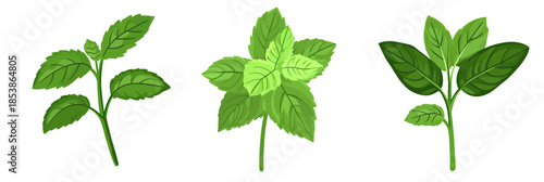 Vector illustration of three different green mint leaves variations in flat minimalist style isolated on white background for herbal and botanical design use