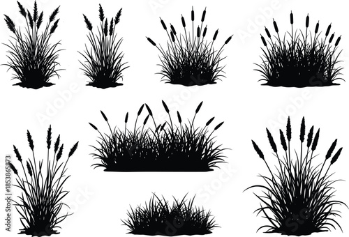 Collection of cattail grass silhouettes, marsh plants, wetland vegetation, natural foliage elements, vector grass graphics, landscape design, nature illustration set, wild plants.