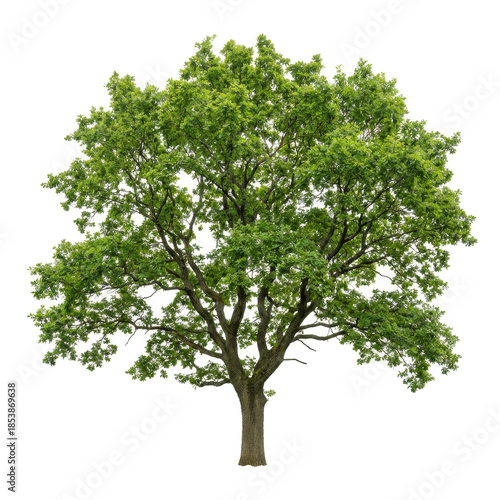 Large green oak tree with lush leaves isolated on white background
