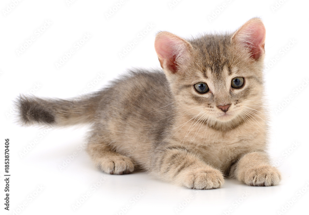Obraz premium Small grey kitten lying isolated on white background