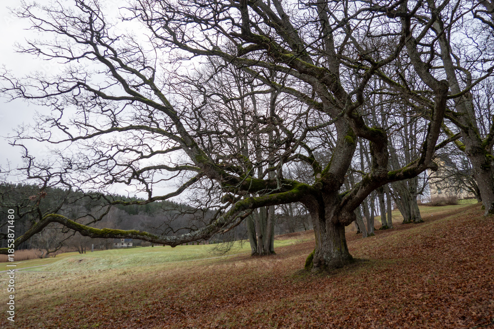 Obraz premium Stockholm, Sweden An oak tree in a winter landcape.