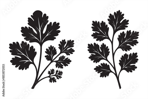 set of vector Coriander (Cilantro) silhouettes