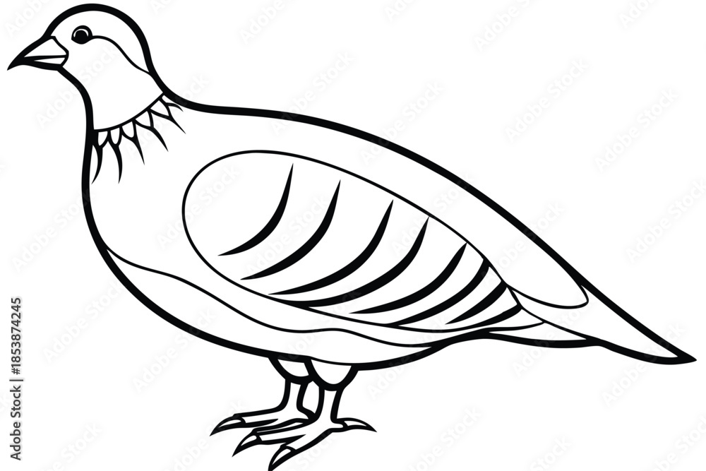 Obraz premium chukar silhouette line art vector illustration with a white background