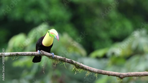 Ramphastos sulfuratus, The keel-billed toucan, known as sulfur-breasted toucan