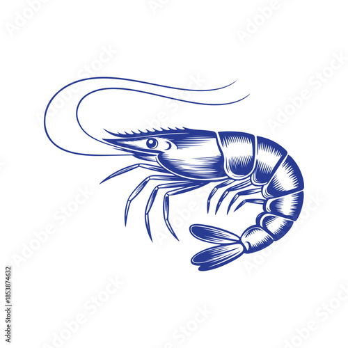 vector illustration of a shrimp
