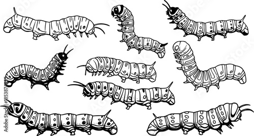 Caterpillar silhouettes collection, worm insect species, crawling larvae, entomology art, vector illustration, nature design, wildlife icon, garden pest, bug pattern, segmented body