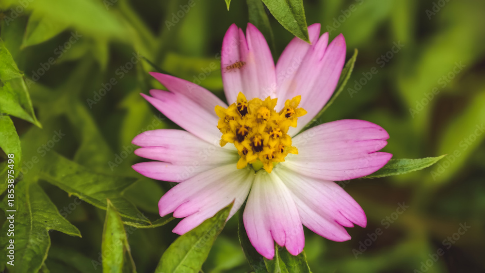 Obraz premium A close-up view of a pink and white cosmos flower blooming in a lush green garden
