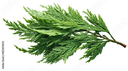Green juniper branch with dense evergreen needles, detailed organic texture and vibrant color on transparent background  ideal for nature, health, seasonal and design use, png
