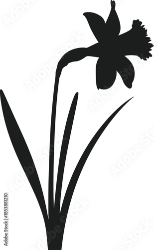 Black silhouette of a single daffodil flower with green leaves on a white background vector
