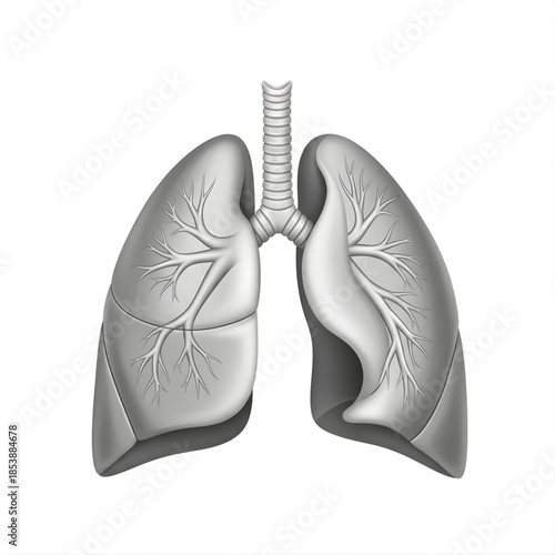 Gray Human Lungs Anatomy