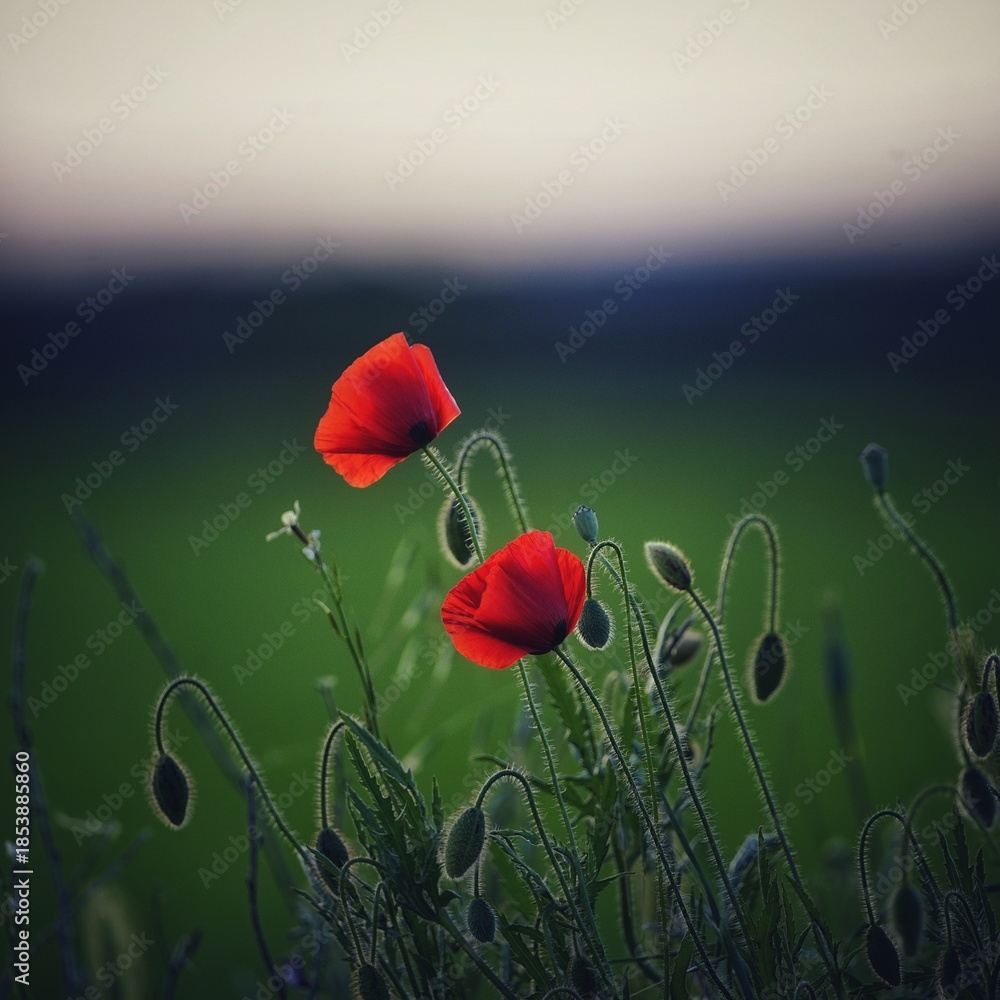 Obraz premium Close-up of blooming flowers with soft lavender petals and blurred background, captured in natural light to highlight floral texture, color gradients, and natural elegance.
