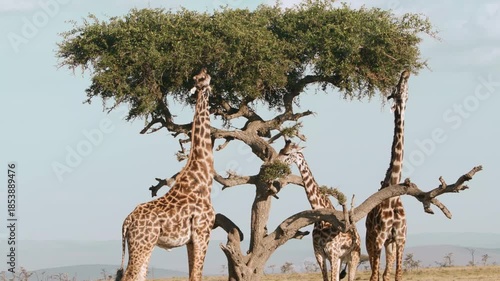 giraffe in the savannah