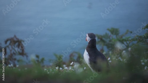 cormorant on a rock