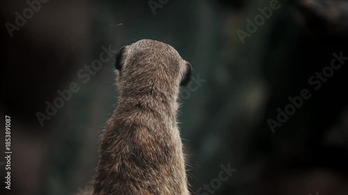 meerkat on guard