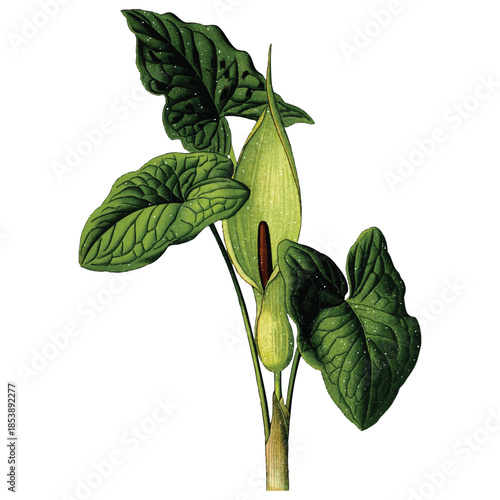 Botanical Illustration of Araceae Plant – Heart-Shaped Leaves and Spathe-Spadix Flower Structure