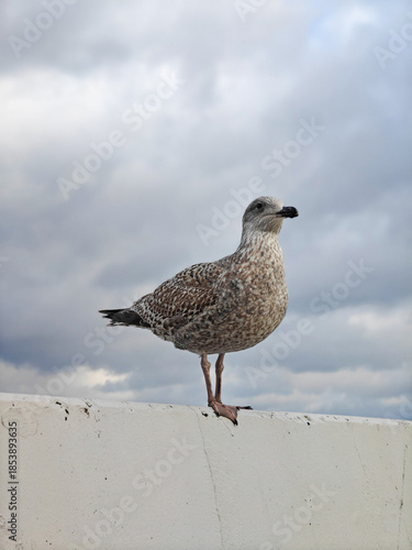 Seagull on the Sopot Pier railing, Poland