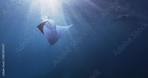 man snorkeling in the sea