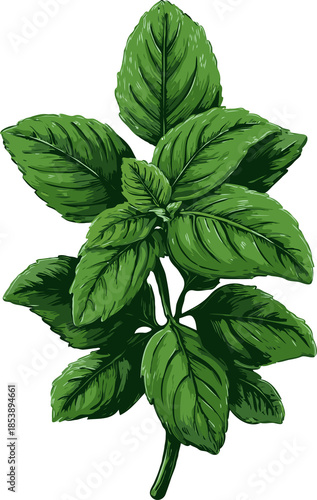 Fresh basil herb plant with detailed green leaves on transparent background