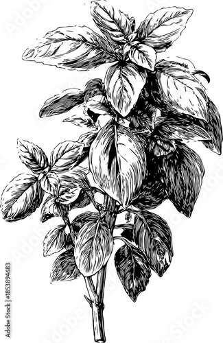 Hand-drawn basil plant branch with leaves in black ink on transparent background