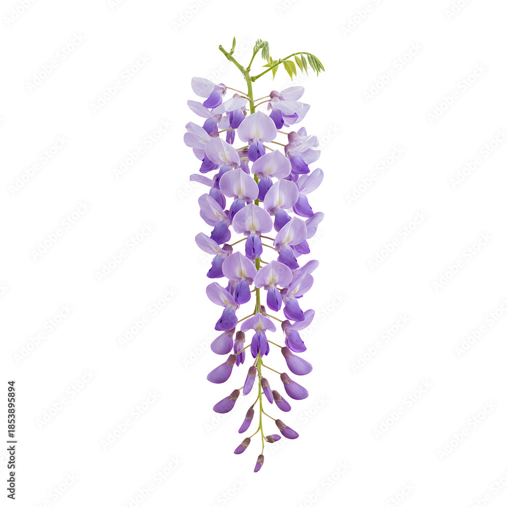 Obraz premium リアルな紫の藤の花