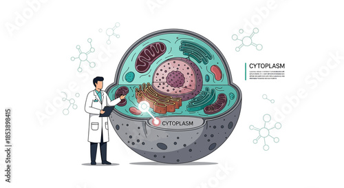 A Scientist Examining a Detailed Illustration of a Cell Structure Revealing Cytoplasm and Organelles
