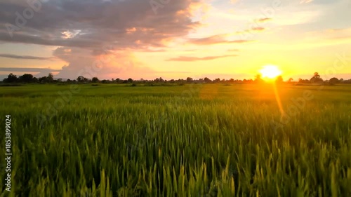 sunset over the field