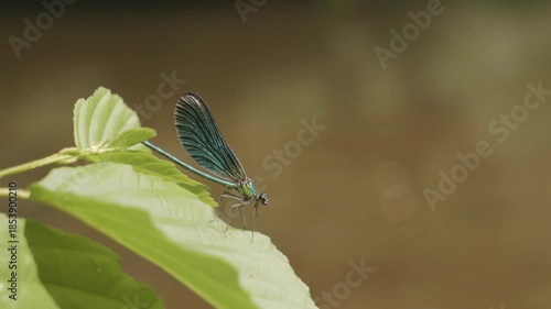 butterfly on a leaf