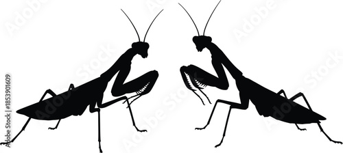 Two praying mantis figures facing each other on transparent background silhouette