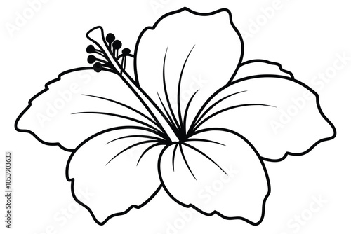 hibiscus silhouette line art vector illustration with a white background