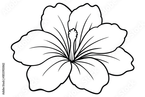 hibiscus silhouette line art vector illustration with a white background