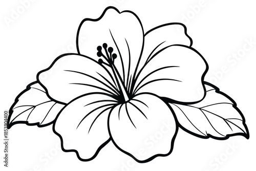 hibiscus silhouette line art vector illustration with a white background