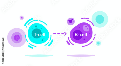 T-cell interaction with a B-cell presenting antigen to the immune system response and adaptive