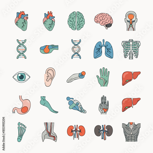 Collection of colorful flat design icons representing various human organs and anatomical parts for medical and educational purposes.